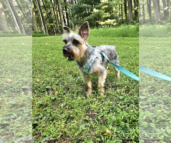 Medium Photo #2 Mutt Puppy For Sale in Sykesville, MD, USA