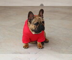 Small #10 French Bulldog