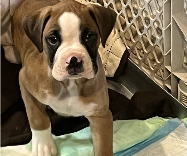 Medium Photo #1 Boxer Puppy For Sale in LA VERNIA, TX, USA
