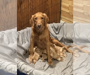 Golden Retriever Puppy for sale in LINCOLN, CA, USA