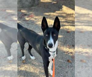 Pointer Dogs for adoption in Santa Maria, CA, USA