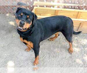 Rottweiler-Unknown Mix Dogs for adoption in West Valley, UT, USA