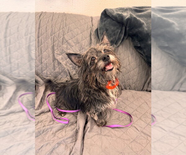 Medium Photo #1 Mutt Puppy For Sale in Muskegon, MI, USA