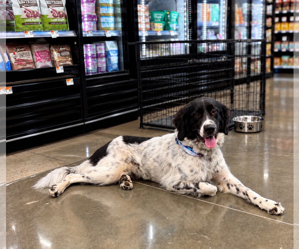 Medium Photo #3 Pyrenees Border Collie Puppy For Sale in Euless, TX, USA