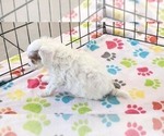 Small #12 Cavapoo (Miniature)-Poodle (Toy) Mix