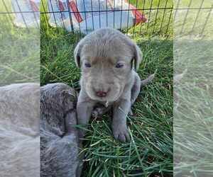 Labrador Retriever Puppy for sale in ROYAL CITY, WA, USA
