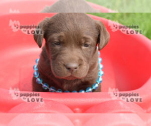 Labrador Retriever Puppy for sale in SANGER, TX, USA
