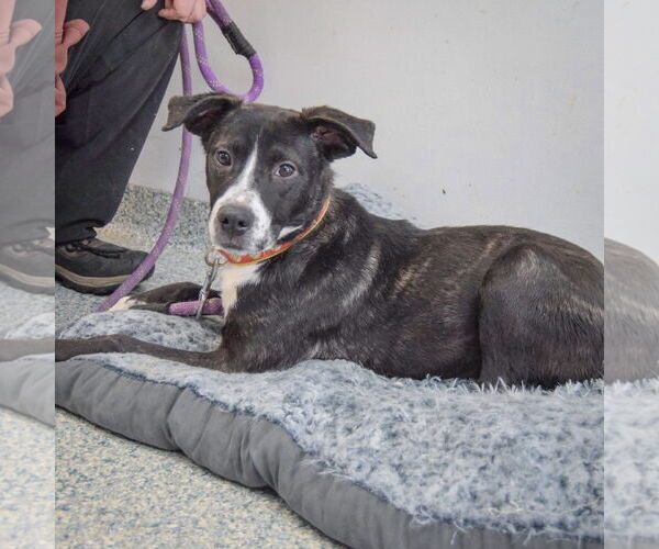 Medium Photo #5 American Staffordshire Terrier-Unknown Mix Puppy For Sale in Huntley, IL, USA