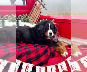 Father of the Bernese Mountain Dog puppies born on 05/29/2025