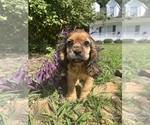 Puppy Arizona Cocker Spaniel