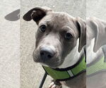 Small American Pit Bull Terrier Mix