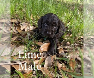 Boykin Spaniel Puppy for sale in ALAPAHA, GA, USA