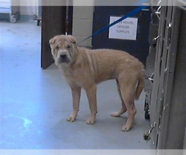 Medium Photo #1 Chinese Shar-Pei Puppy For Sale in Fayetteville, NC, USA