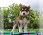 Small Photo #2 Siberian Husky Puppy For Sale in MERCERSBURG, PA, USA