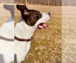 Blue - Male Mutt Dog for Adoption - Photo #4