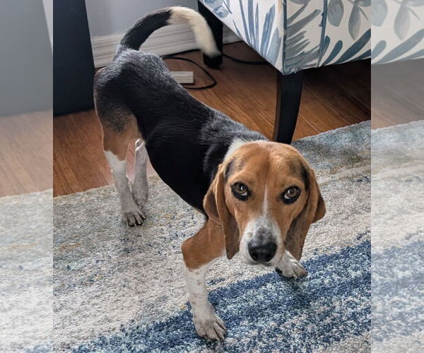 Medium Photo #2 Beagle Puppy For Sale in Dunnellon, FL, USA