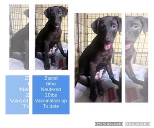 Labrador Retriever-Unknown Mix Dogs for adoption in Virginia Beach, VA, USA