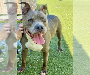 American Pit Bull Terrier Dogs for adoption in Fayetteville, NC, USA