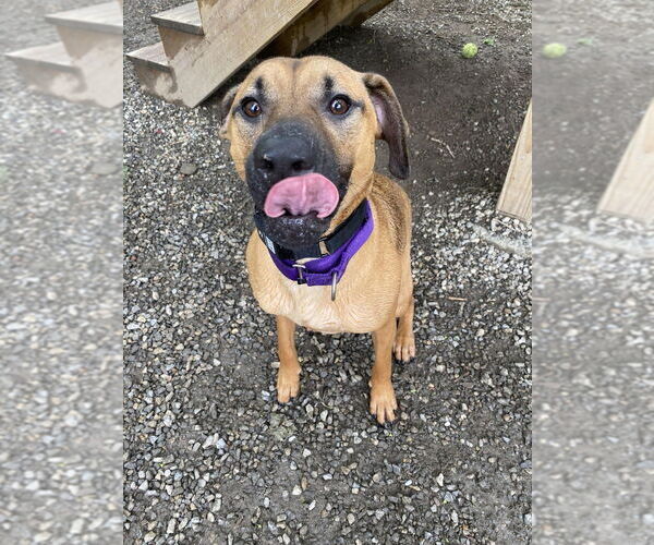 Medium Photo #5 Mutt Puppy For Sale in Elmsford, NY, USA