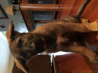 German Shepherd Dog Puppy for sale in NORTH ROYALTON, OH, USA