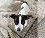 Small #1 Labrador Retriever Mix