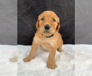 Goldendoodle Puppy for Sale in SINGERS GLEN, Virginia USA
