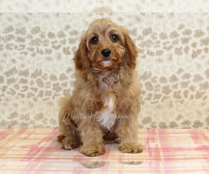 Cavapoo Puppy for sale in DENVER, PA, USA