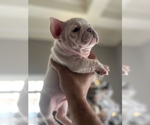 French Bulldog Puppy for sale in SAN DIEGO, CA, USA