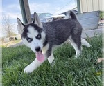 Image preview for Ad Listing. Nickname: Novas Female 5