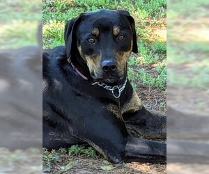 Sitka~Fee sponsored! - Male Labrador Retriever-Unknown Mix Dog for Adoption - Photo #7