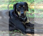 Small #6 Labrador Retriever Mix