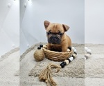 Puppy Daisy French Bulldog