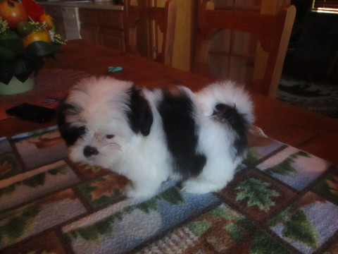 Medium Photo #1 Shih Tzu Puppy For Sale in ASHEVILLE, NC, USA