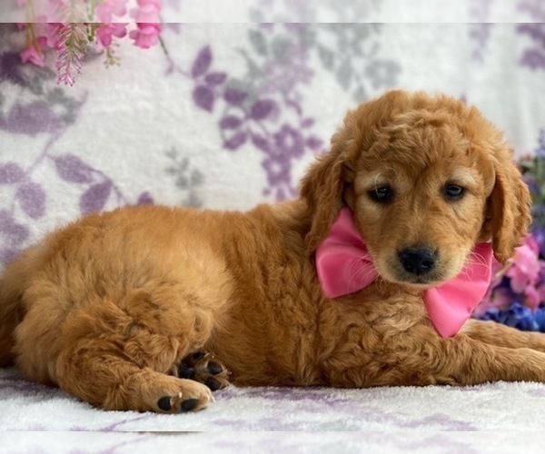 Medium Photo #3 Labradoodle Puppy For Sale in LANCASTER, PA, USA