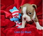 Puppy LIAM LT BLUE Boston Terrier