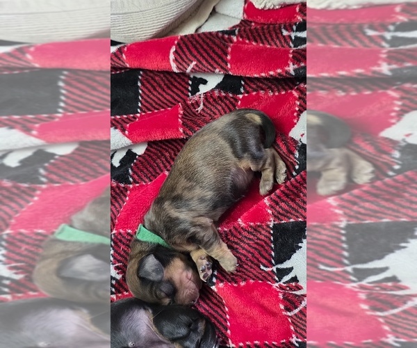 Medium Photo #1 Dachshund Puppy For Sale in WISCONSIN RAPIDS, WI, USA