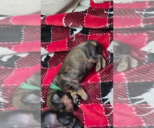 Dachshund Puppy for sale in WISCONSIN RAPIDS, WI, USA