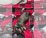 Small Dachshund