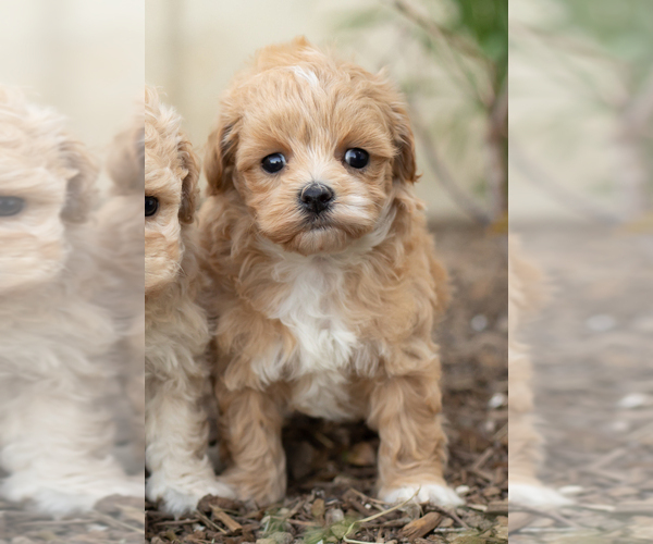 Medium Photo #6 Maltipoo Puppy For Sale in MILLERSBURG, IN, USA