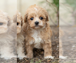 Small Photo #6 Maltipoo Puppy For Sale in MILLERSBURG, IN, USA
