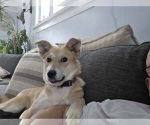 Labrador Retriever-Unknown Mix Dogs for adoption in Palatine/Kildeer/Buffalo grove, IL, USA