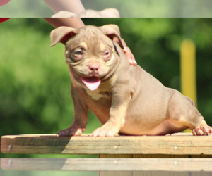 Medium American Bully