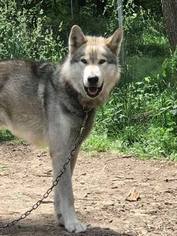 Mother of the Alaskan Malamute-Wolf Hybrid Mix puppies born on 05/06/2017