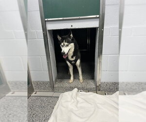 Siberian Husky Dogs for adoption in Palmetto, FL, USA