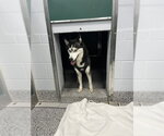 Small Siberian Husky