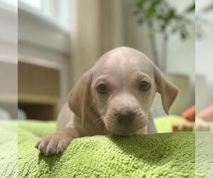 Gardenia (Bloom Pup) - Male Chihuahua-Colonial Cocker Spaniel Mix Dog for Adoption - Photo #4