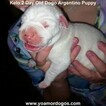 Small Photo #134 Dogo Argentino Puppy For Sale in JANE, MO, USA