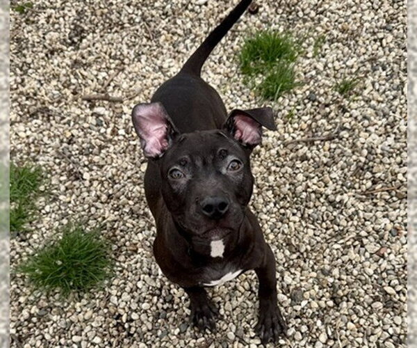 Medium Photo #1 American Pit Bull Terrier Puppy For Sale in Aurora, IL, USA