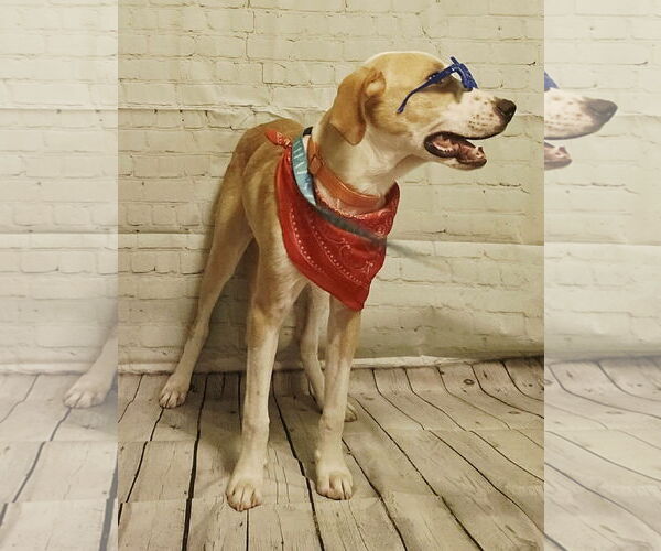 Medium Photo #5 Mutt Puppy For Sale in Boonton, NJ, USA