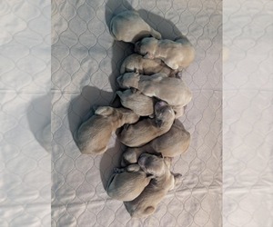 Golden Retriever Puppy for sale in RAEFORD, NC, USA